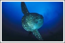 Mola Mola Sunfish Bali 