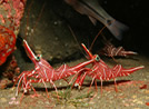 Bali Dive Centre Assistants