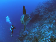 PADI Wreck Diver relaxing 